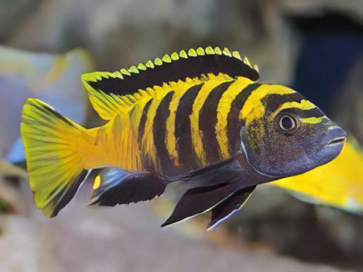 Pseudotropheus Flavus Malawi African Cichlid - Real Aquatics