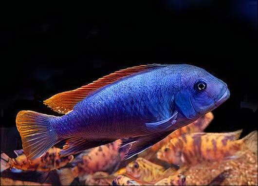Pseudotropheus Greshakei Malawi African Cichlid - Real Aquatics