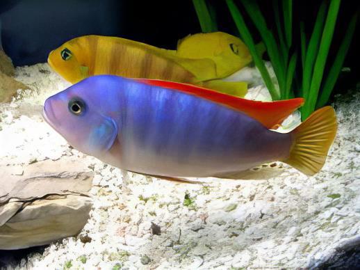 Pseudotropheus Greshakei Malawi African Cichlid - Real Aquatics