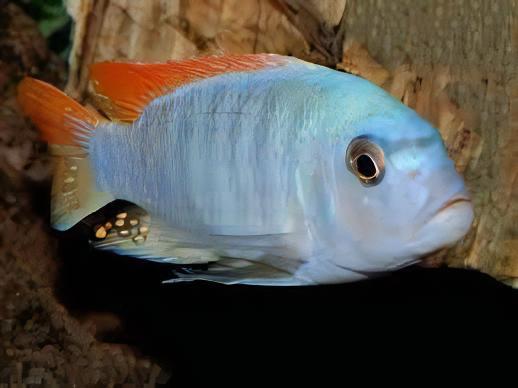 Pseudotropheus Greshakei Malawi African Cichlid - Real Aquatics