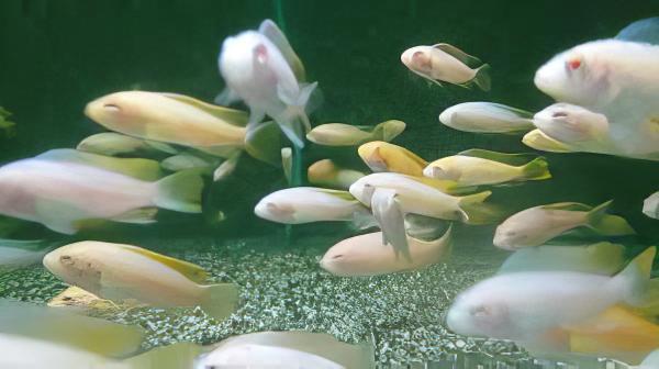 Pseudotropheus Greshakei Albino Malawi African Cichlid - Real Aquatics