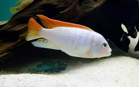 Pseudotropheus Greshakei Albino Malawi African Cichlid - Real Aquatics