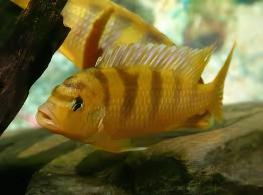 Pseudotropheus Lombardoi Malawi African Cichlid - Real Aquatics