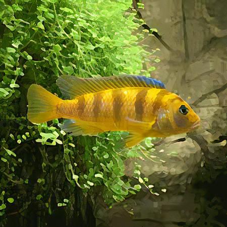 Pseudotropheus Lombardoi Malawi African Cichlid - Real Aquatics