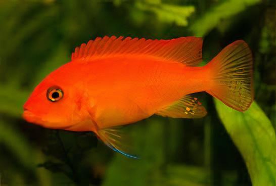 Pseudotropheus Maylandia Zebra Red Malawi African Cichlid - Real Aquatics
