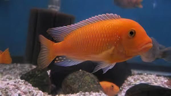 Pseudotropheus Maylandia Zebra Red Malawi African Cichlid - Real Aquatics