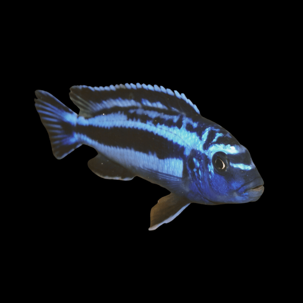 Pseudotropheus Melanochromis Johanni Malawi African Cichlid - Real Aquatics