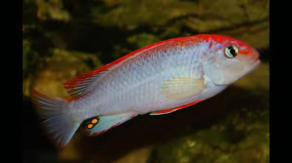 Pseudotropheus Ndumbi Red Top Malawi African Cichlid - Real Aquatics