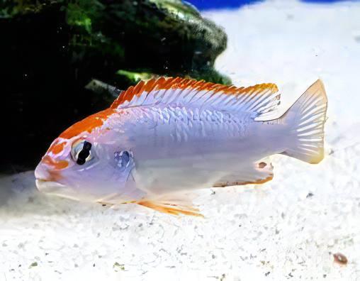 Pseudotropheus Ndumbi Red Top Malawi African Cichlid - Real Aquatics