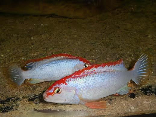 Pseudotropheus Ndumbi Red Top Malawi African Cichlid - Real Aquatics
