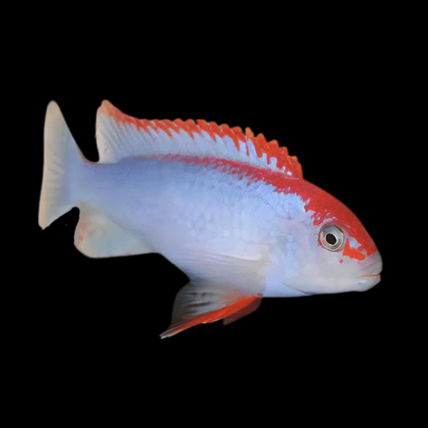 Pseudotropheus Ndumbi Red Top Malawi African Cichlid - Real Aquatics