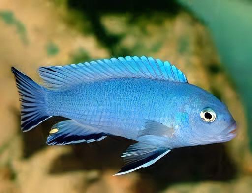 Pseudotropheus Pindani Malawi African Cichlid - Real Aquatics