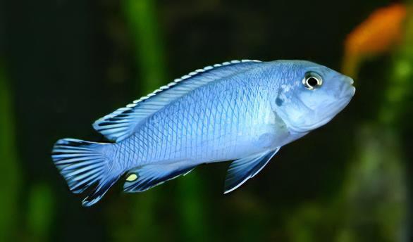 Pseudotropheus Pindani Malawi African Cichlid - Real Aquatics