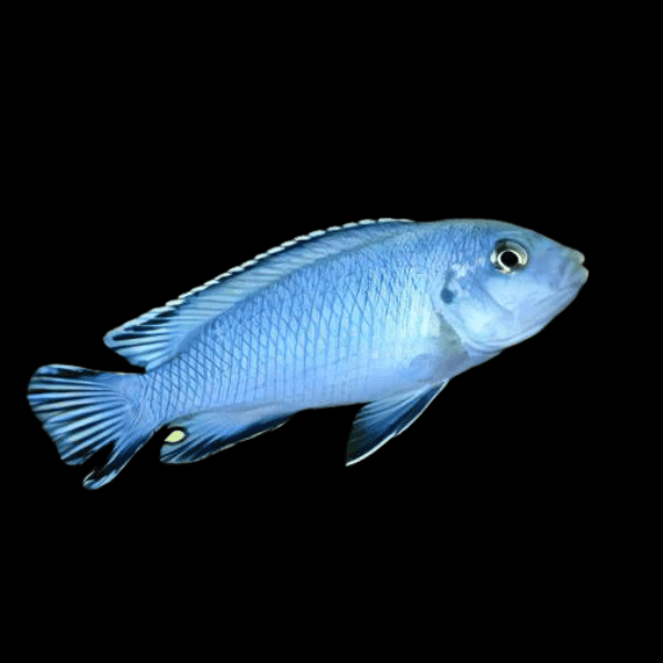 Pseudotropheus Pindani Malawi African Cichlid - Real Aquatics