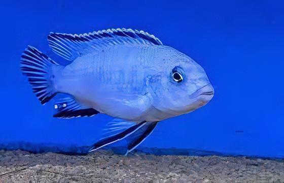 Pseudotropheus Pindani Malawi African Cichlid - Real Aquatics