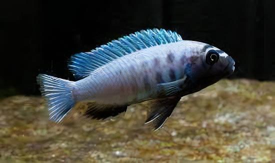 Pseudotropheus Polit Lions Cove Malawi African Cichlid - Real Aquatics