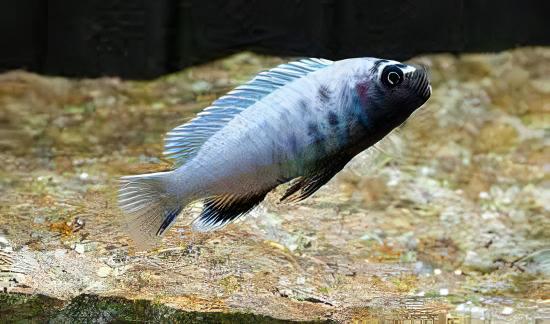 Pseudotropheus Polit Lions Cove Malawi African Cichlid - Real Aquatics
