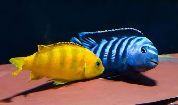 Pseudotropheus Saulosi Malawi African Cichlid - Real Aquatics