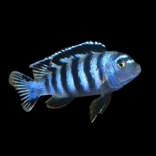 Pseudotropheus Saulosi Malawi African Cichlid - Real Aquatics