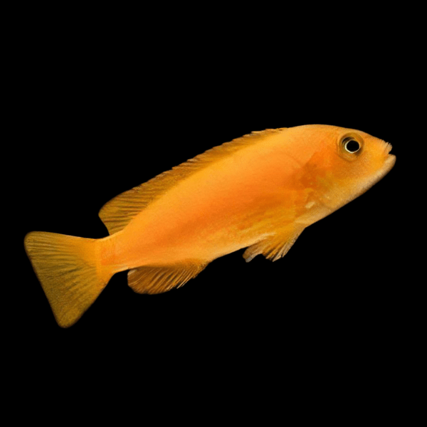 Pseudotropheus Saulosi Red Coral Malawi African Cichlid - Real Aquatics
