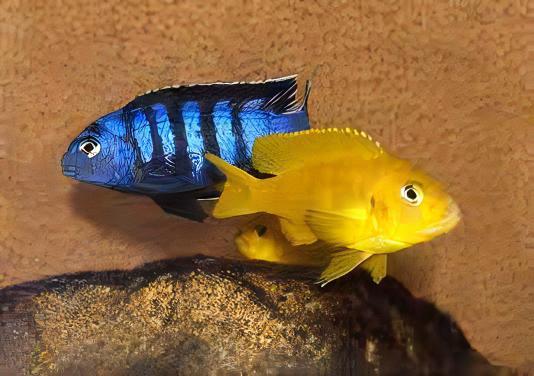 Pseudotropheus Saulosi Malawi African Cichlid - Real Aquatics