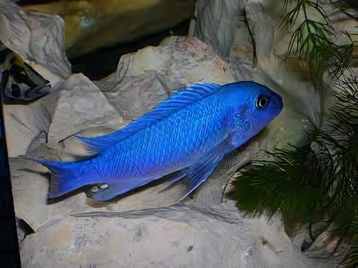 Pseudotropheus Maylandia Zebra Blue Malawi African Cichlid - Real Aquatics