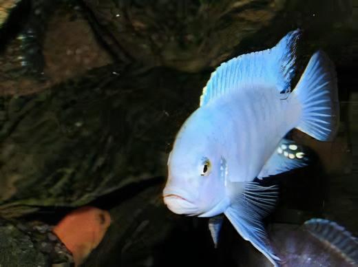 Pseudotropheus Maylandia Zebra Blue Malawi African Cichlid - Real Aquatics
