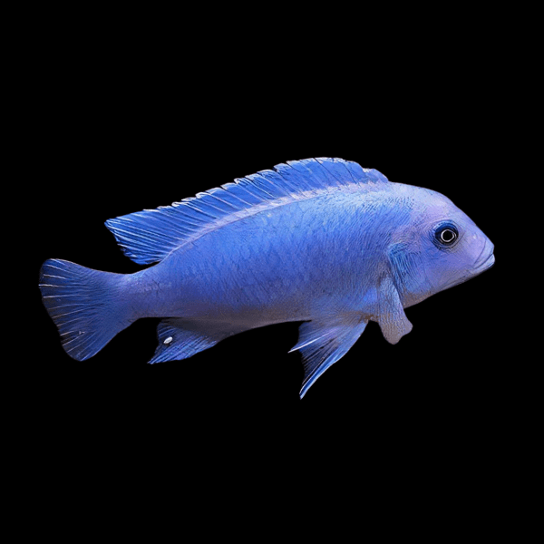 Pseudotropheus Maylandia Zebra Blue Malawi African Cichlid - Real Aquatics