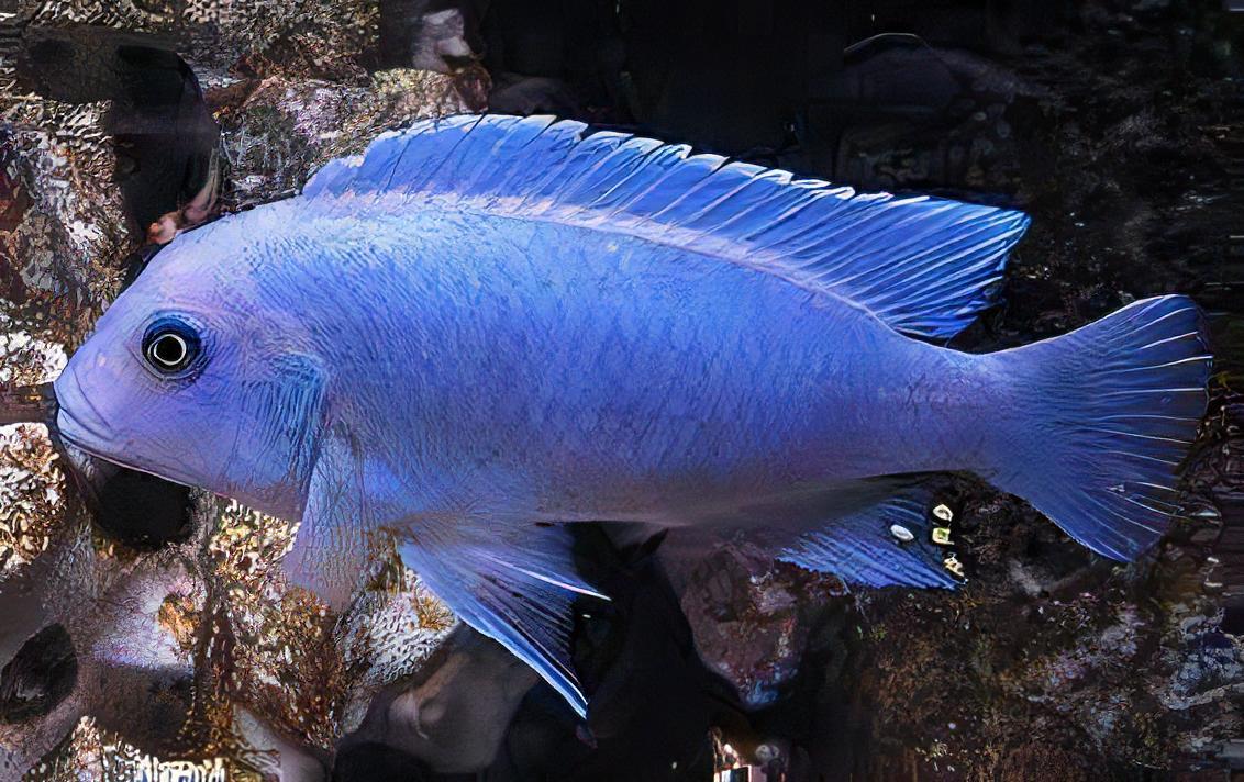 Pseudotropheus Maylandia Zebra Blue Malawi African Cichlid - Real Aquatics