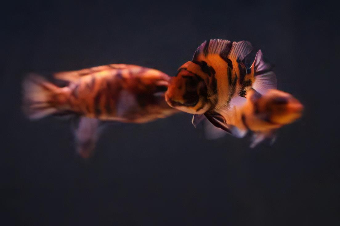 Pseudotropheus Zebra Orange Blotch Malawi African Cichlid - Real Aquatics