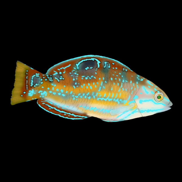 Pudding Wife Wrasse Halichoeres Radiatus - Real Aquatics