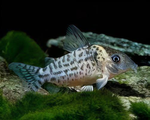 Spotted Corydoras Punctatus 3cm Catfish - Real Aquatics