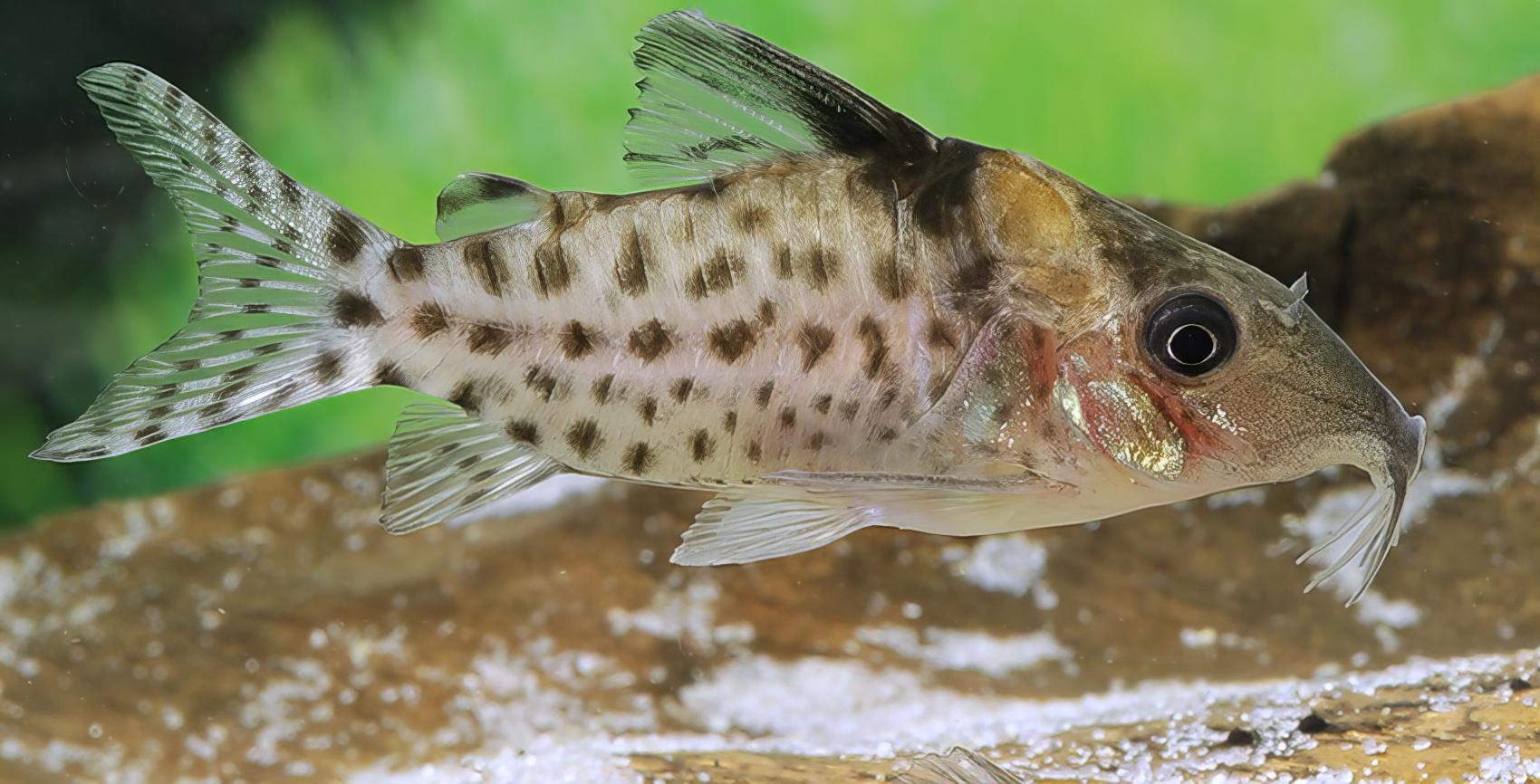 Spotted Corydoras Punctatus 3cm Catfish - Real Aquatics