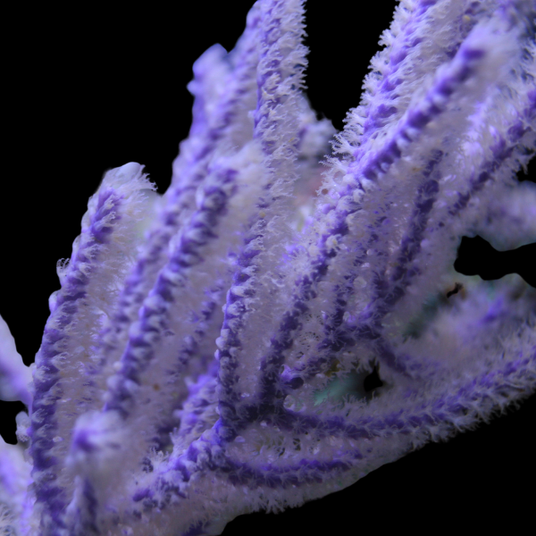 Purple Bush Gorgonia Brierium Asbestinum - Real Aquatics