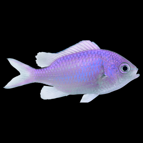 Purple Chromis Chromis Albomaculata - Real Aquatics