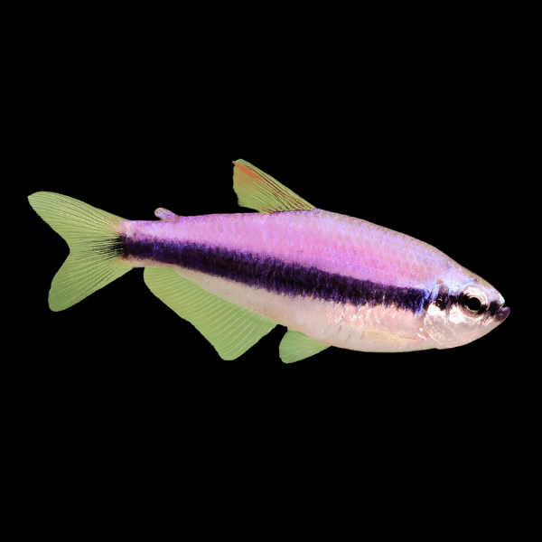 Purple Emperor Tetra Nematobrycon Palmeri 2cm - Real Aquatics