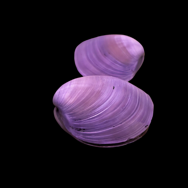 Purple Freshwater Clam Corbicula Fluminea 4cm - Real Aquatics