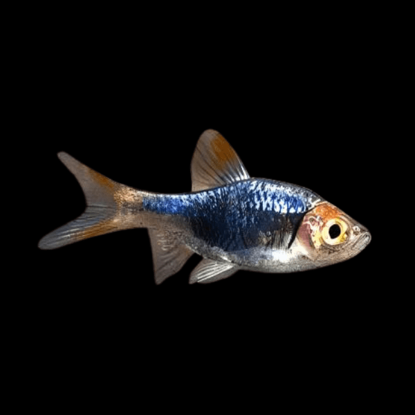 Purple Harlequin Rasbora Trigonostigma Heteromorpha 2cm - Real Aquatics