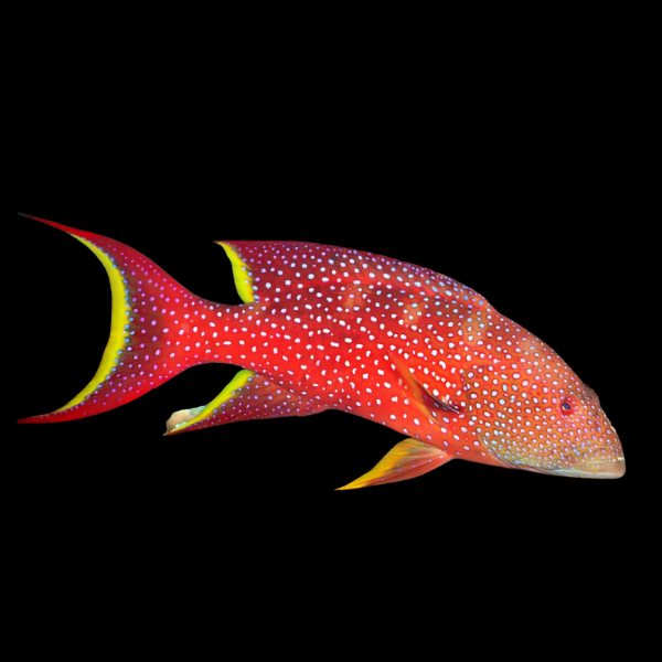 Purple Lyre Tail Grouper Variola Louti - Real Aquatics