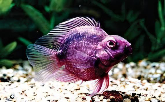 Purple Parrot Fish Hybrid Amphilophus citrinellus Vieja melanurus 5cm