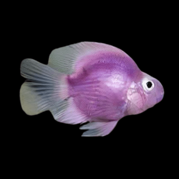 Purple Baby Parrot Fish Hybrid Amphilophus citrinellus Vieja melanurus 3cm