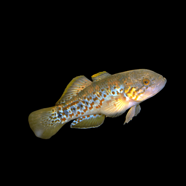 Purple Spotted Gudgeon Mogurnda Adspersa 5cm - Real Aquatics