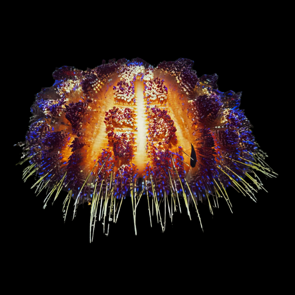 Purple Stripe Sea Urchin Asthenosoma Varium - Real Aquatics