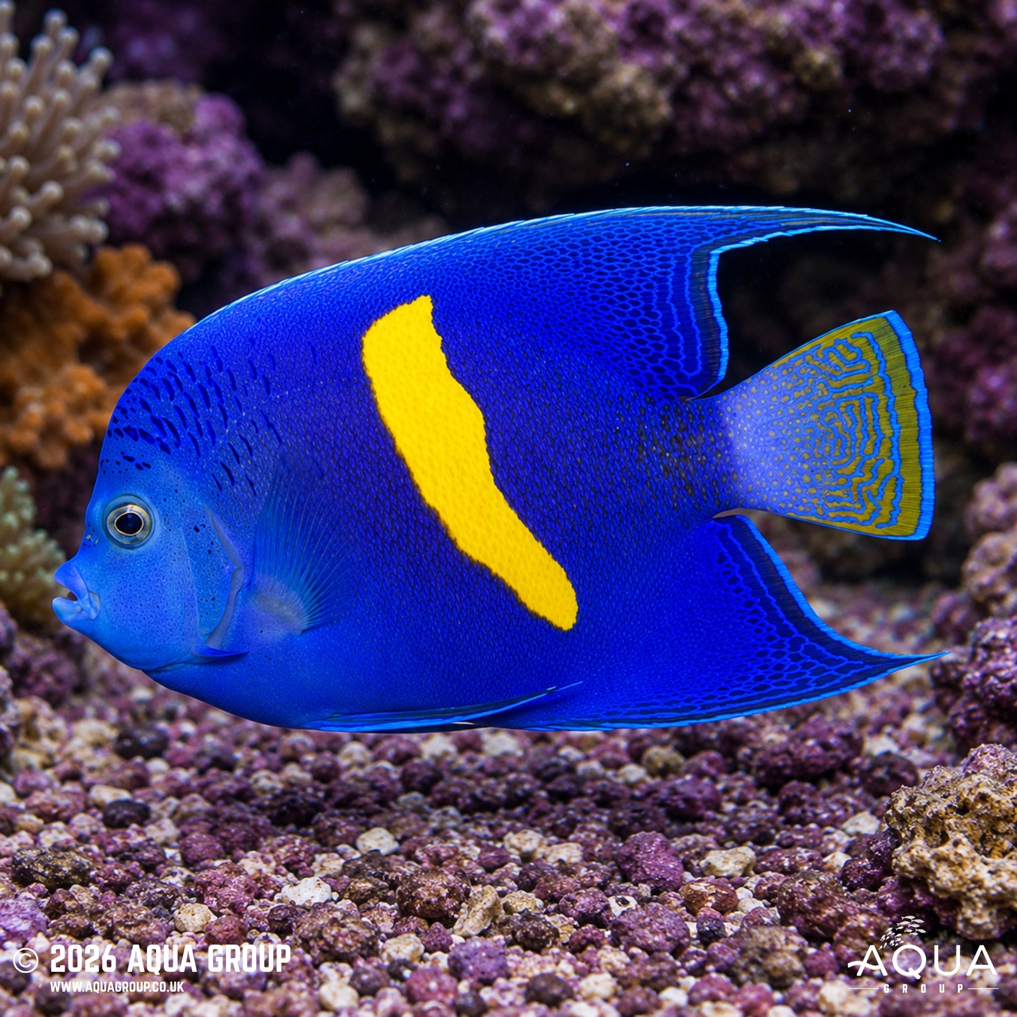 Purple Moon Angelfish (Pomacanthus maculosus)