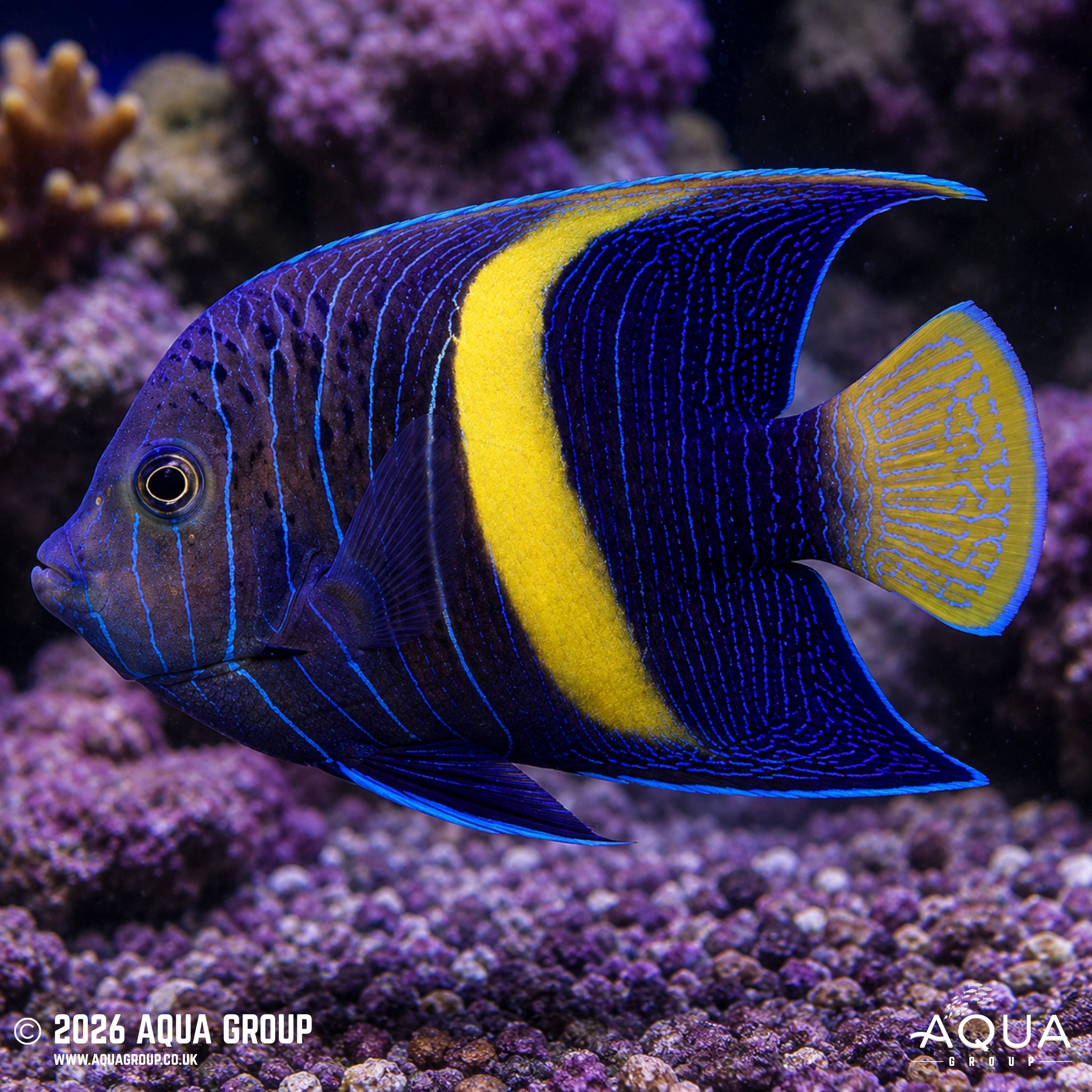 Purple Moon Angelfish (Pomacanthus maculosus)