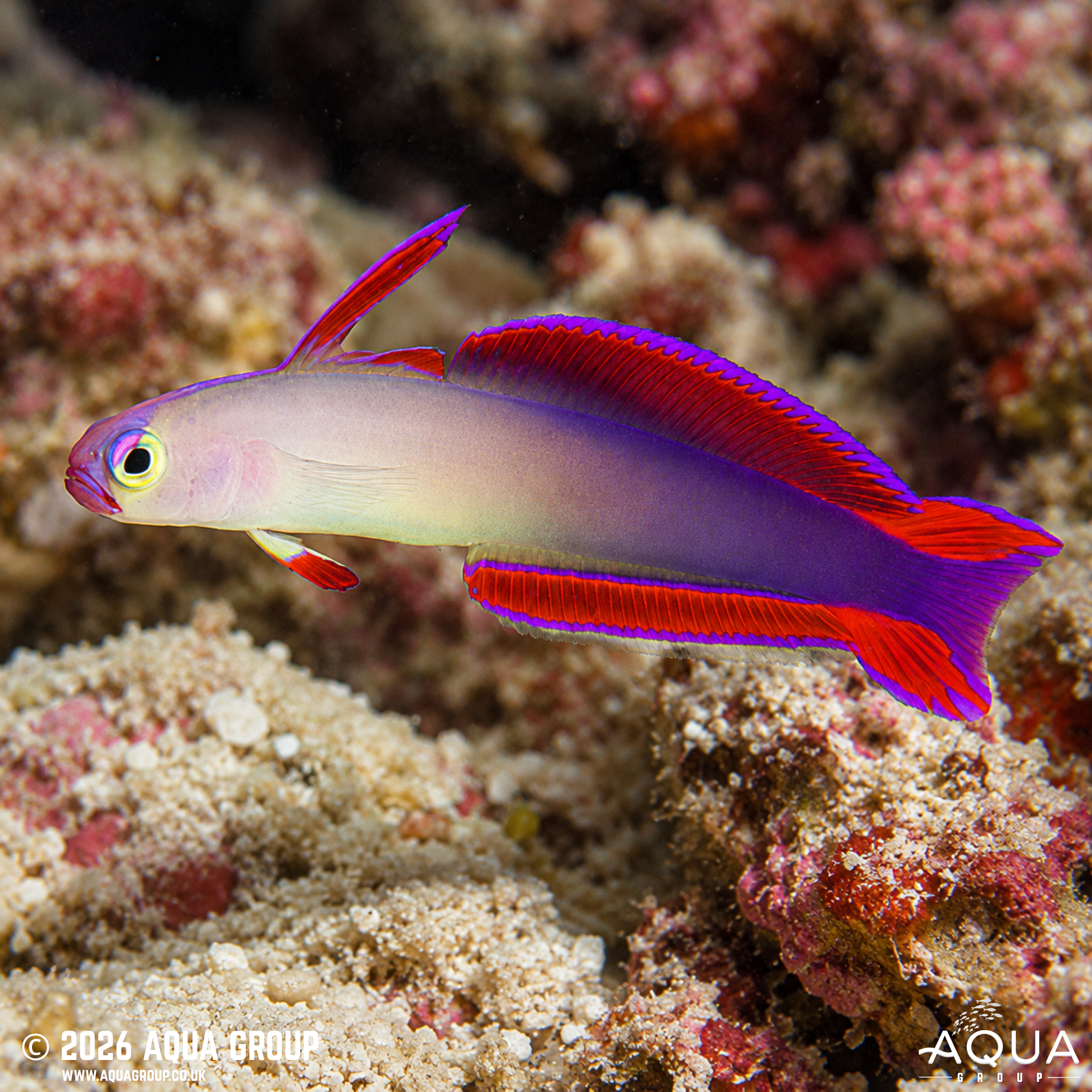 Purple Firefish (Nemateleotris decora)