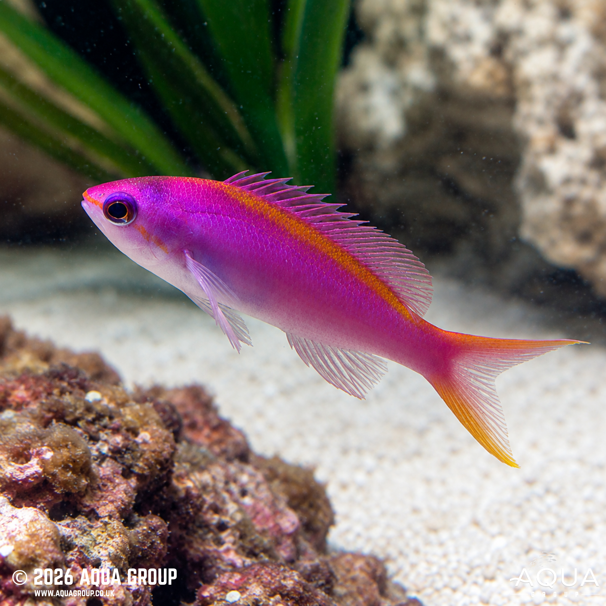 Purple Queen Anthias (Pseudanthias tuka)