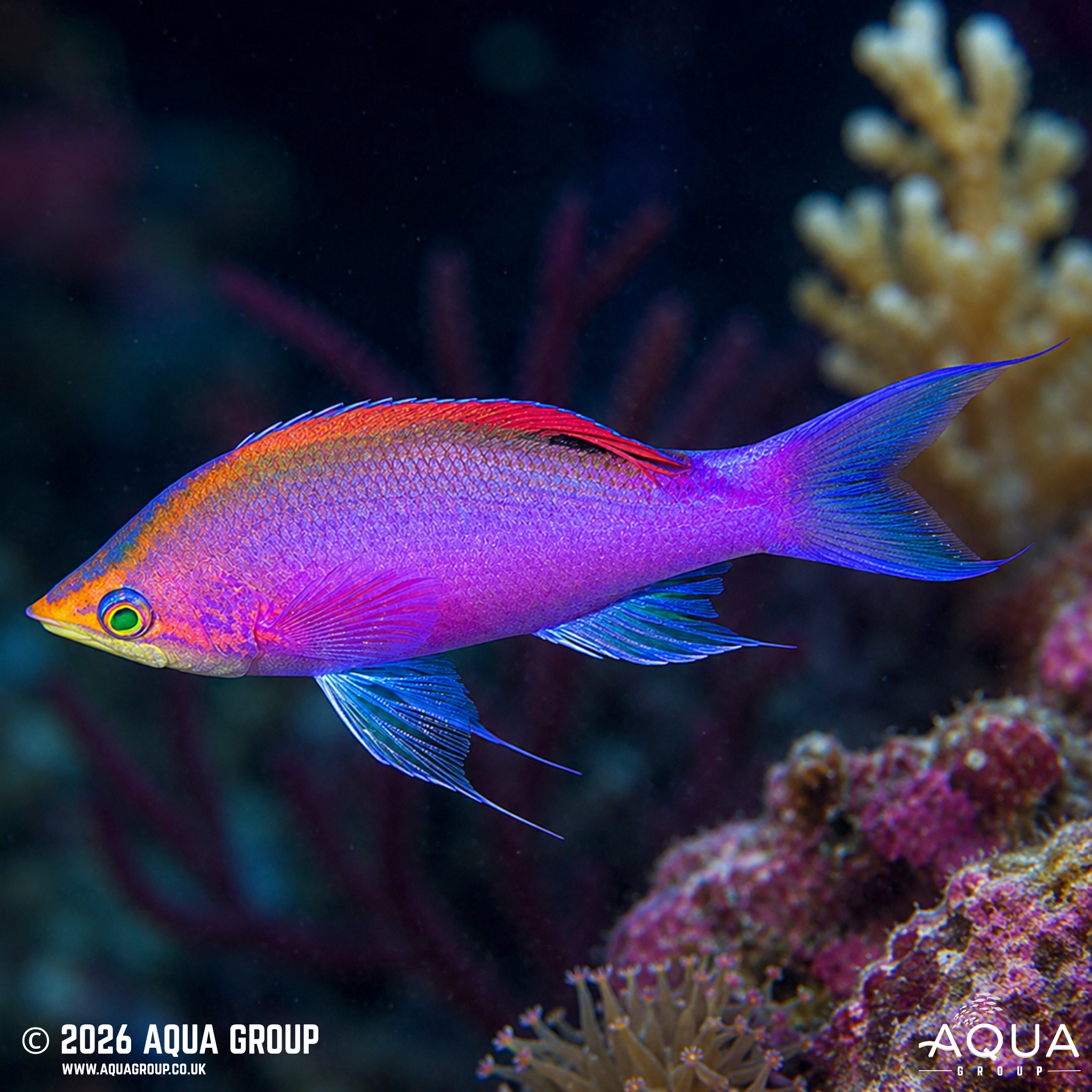 Purple Queen Anthias (Pseudanthias tuka)