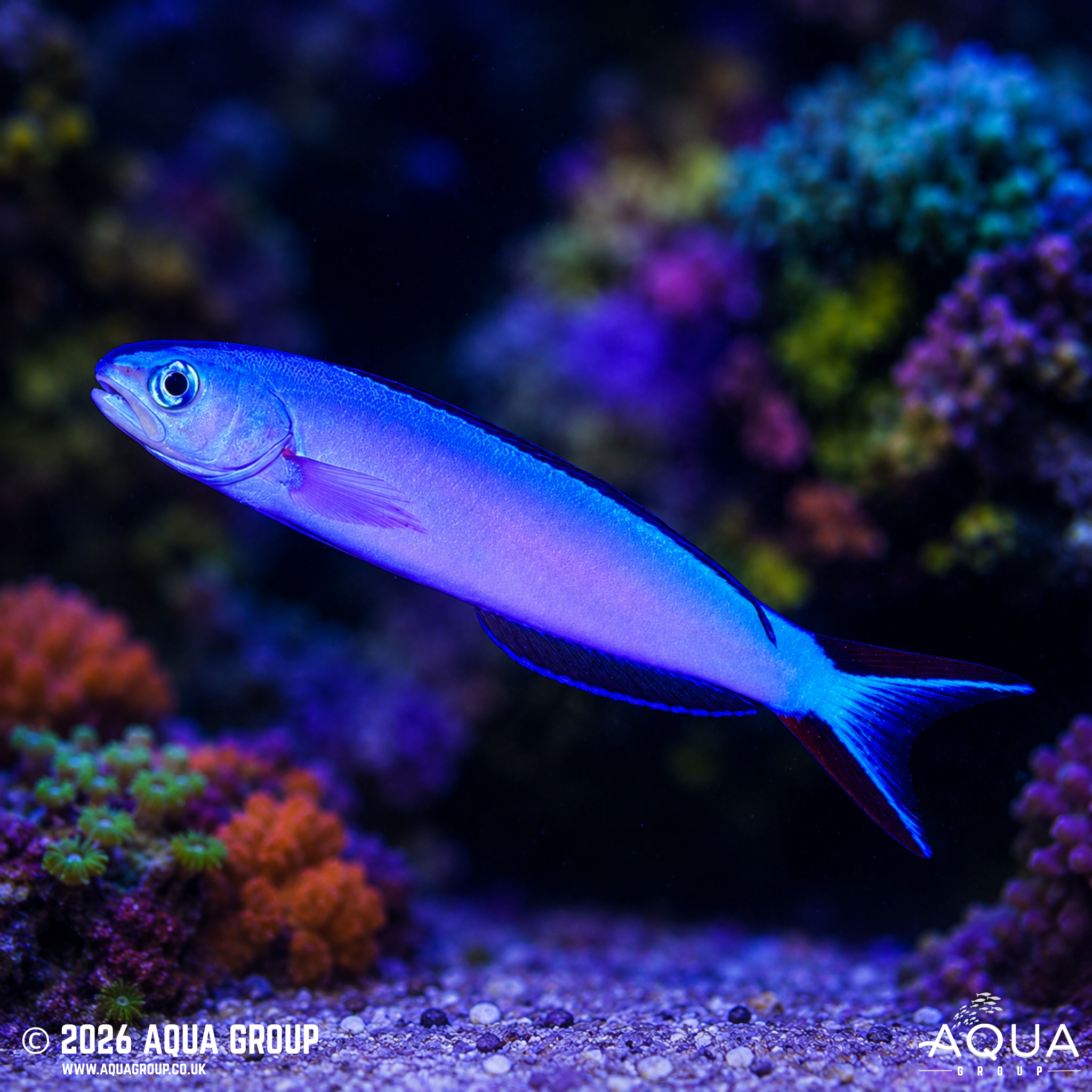 Purple Tilefish (Hoplolatilus purpureus)