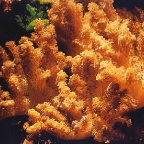 Pussey Soft Coral Cladiella Sp - Real Aquatics